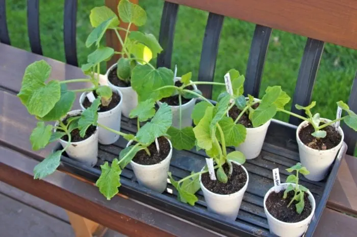 garden sprouts - 09 Transplanted seedlings