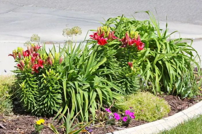 perennials and bushes - 12 2 year old Perennials