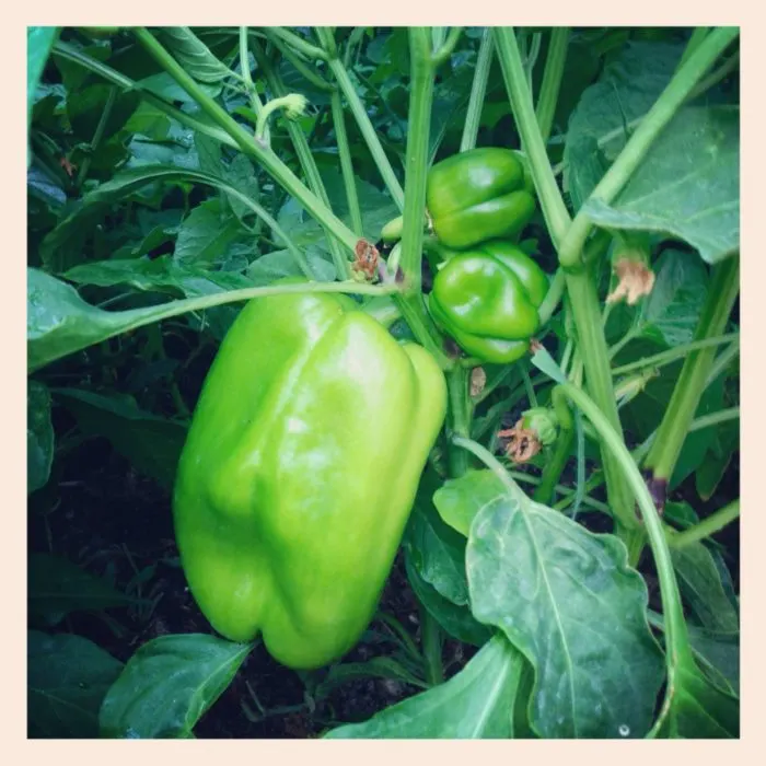 Peppers via Instgram on www.whatscookingwithruthie.com