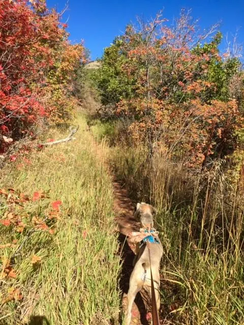 Autumn Hiking on www.cookingwithruthie.com we love to hit the trails! 