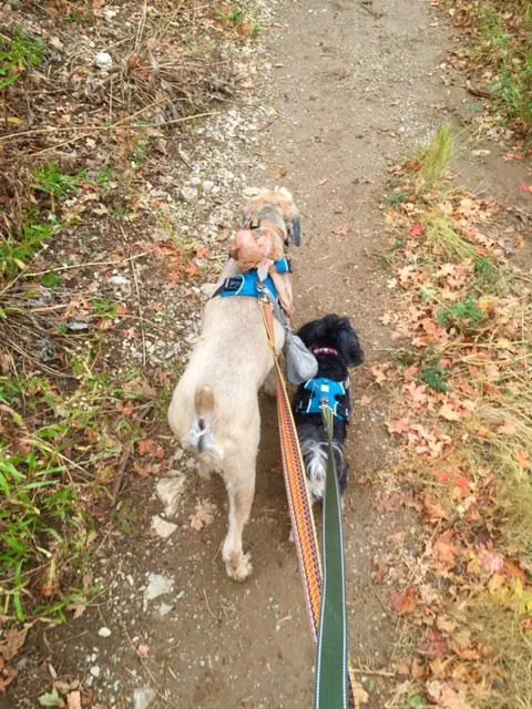 Autumn Hiking on www.cookingwithruthie.com we love to hit the trails! 